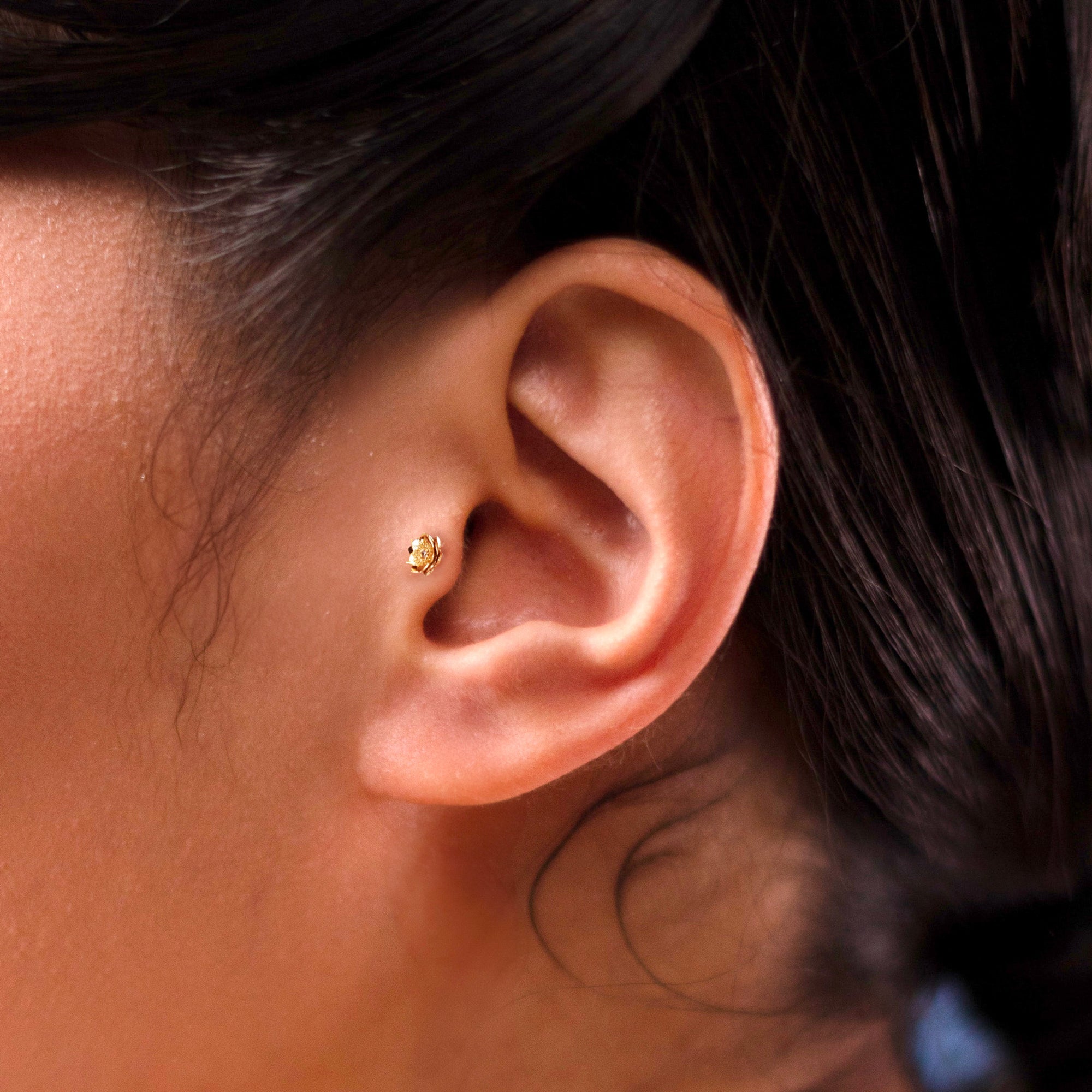LOTUS - LABRET